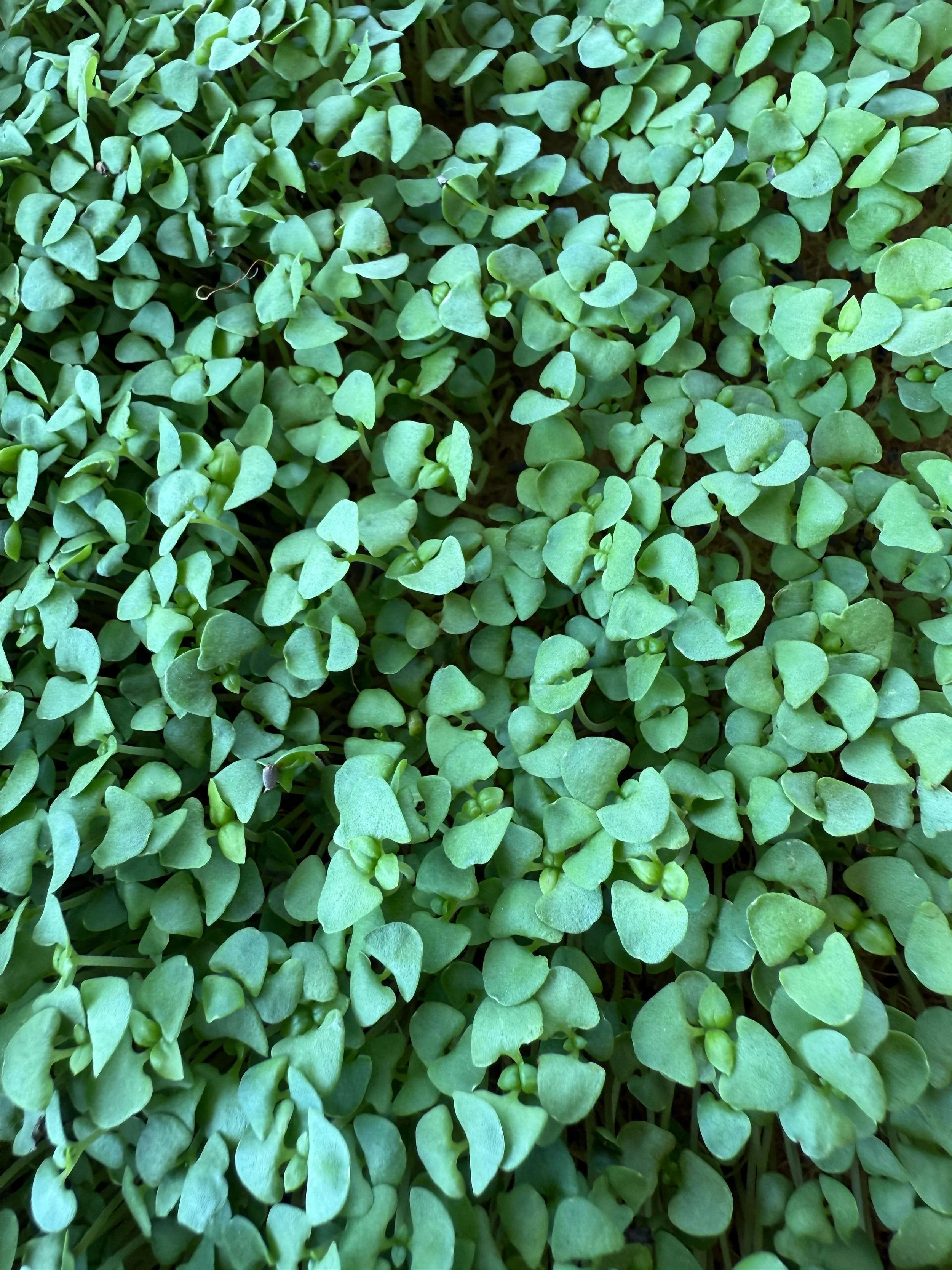 basil-microgreens.JPG
