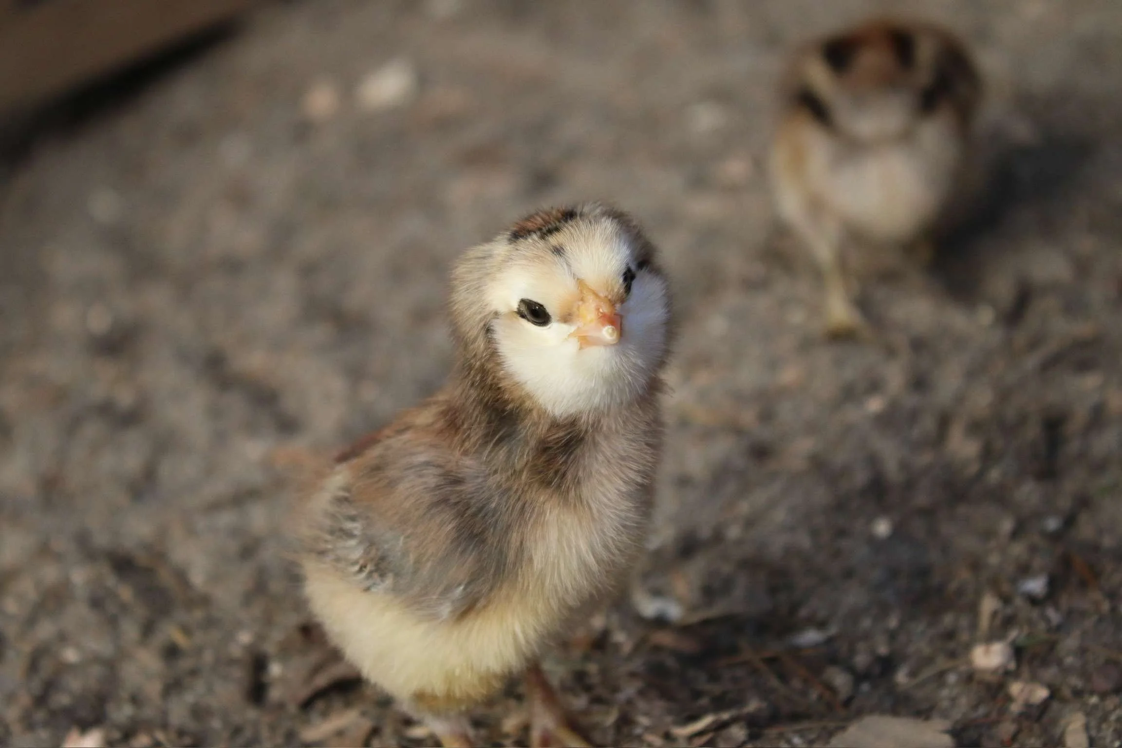 chick-olive egger.JPG