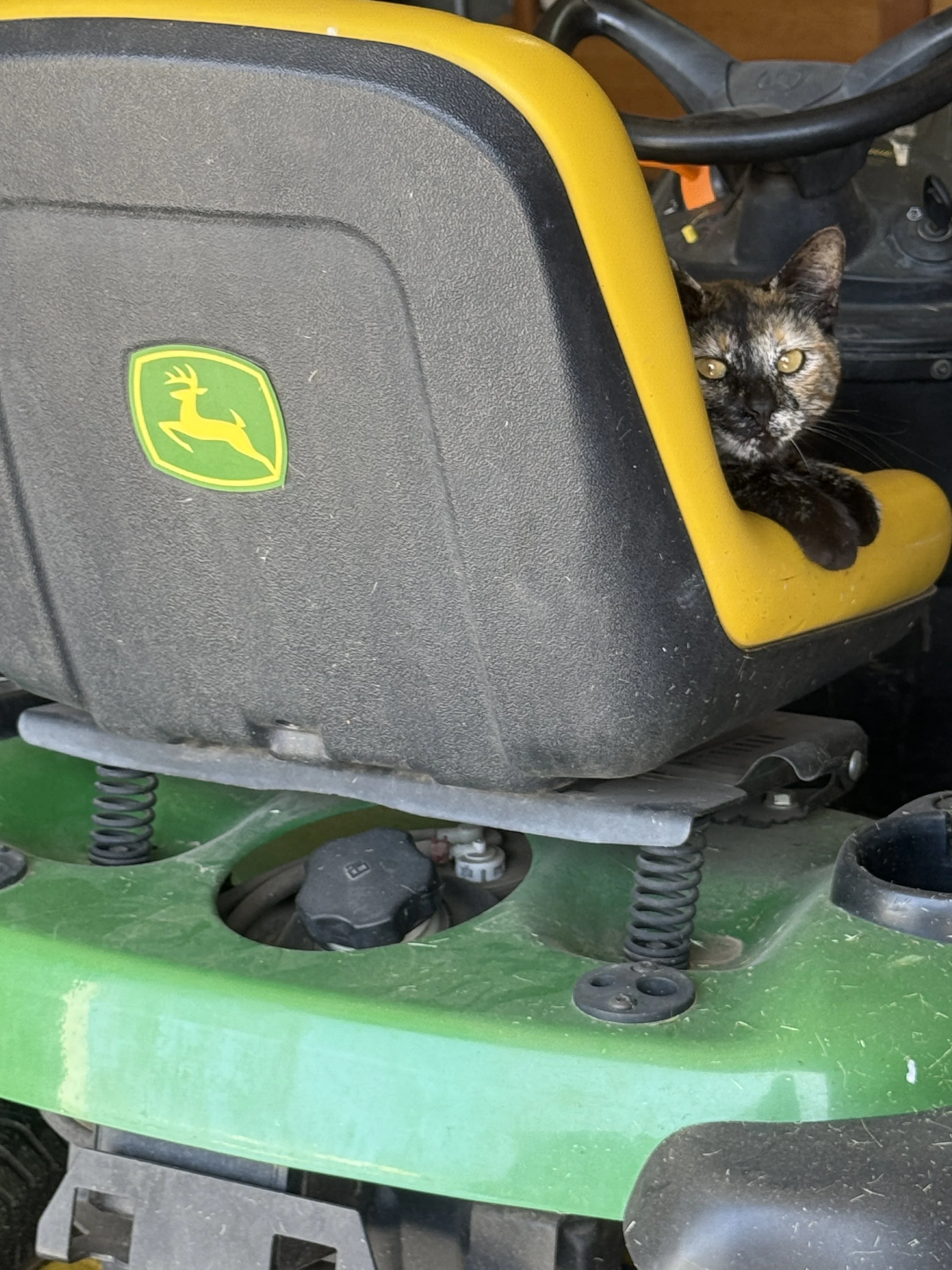 A tortoiseshell cat peeking out from behind the yellow and green seat of a John Deere riding lawn mower.