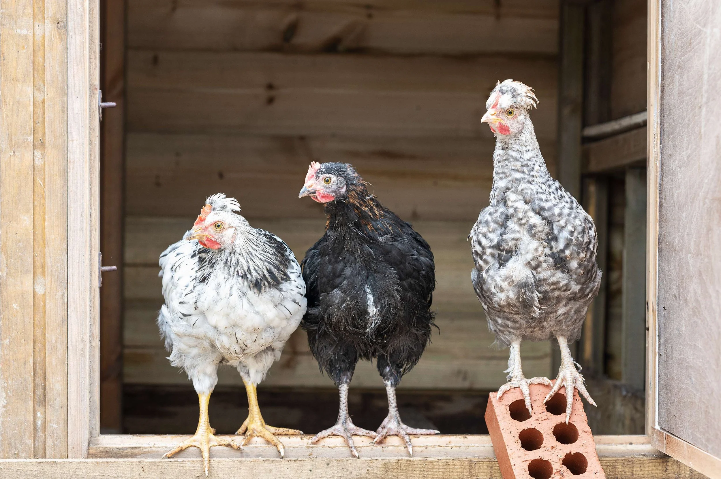 multiple-crested-cream-legbars (1).jpeg