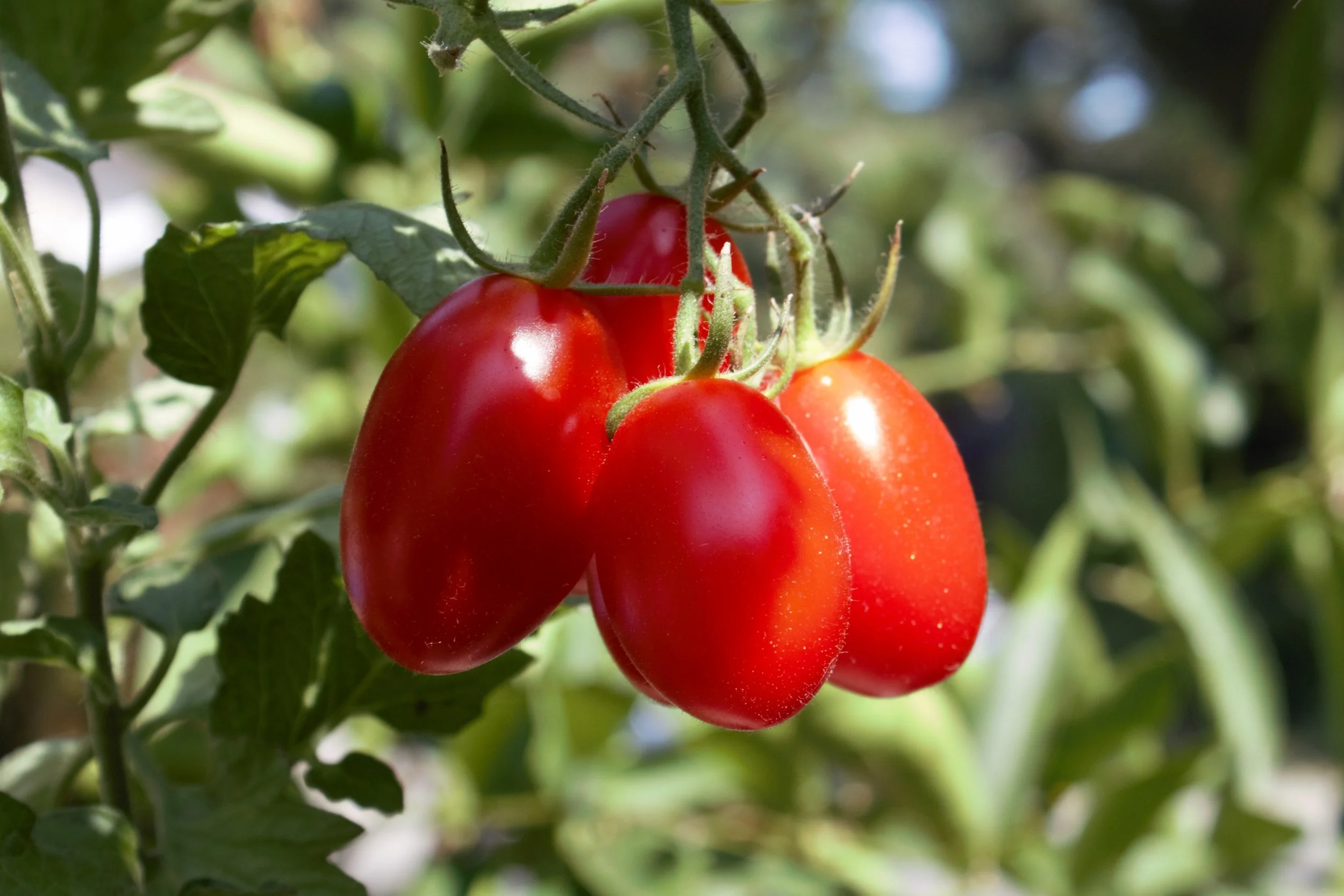 Tomatoes.Juliet.jpg