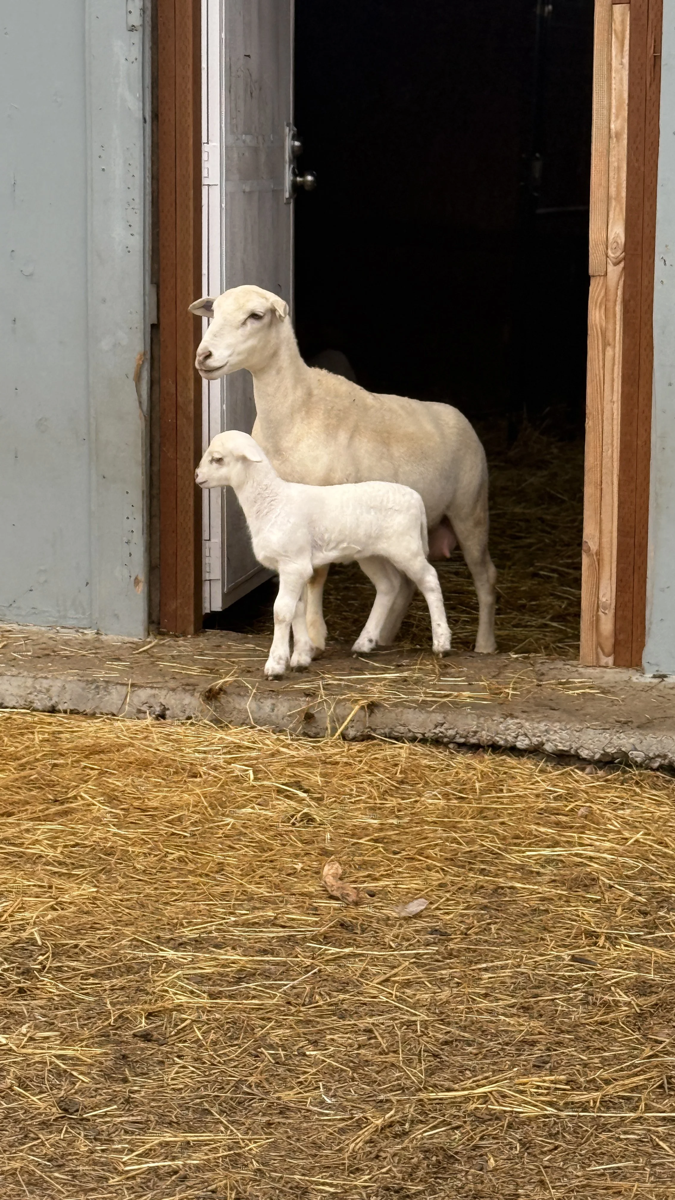 Lambing for Beginners September 12, 2026 10:00-12:00