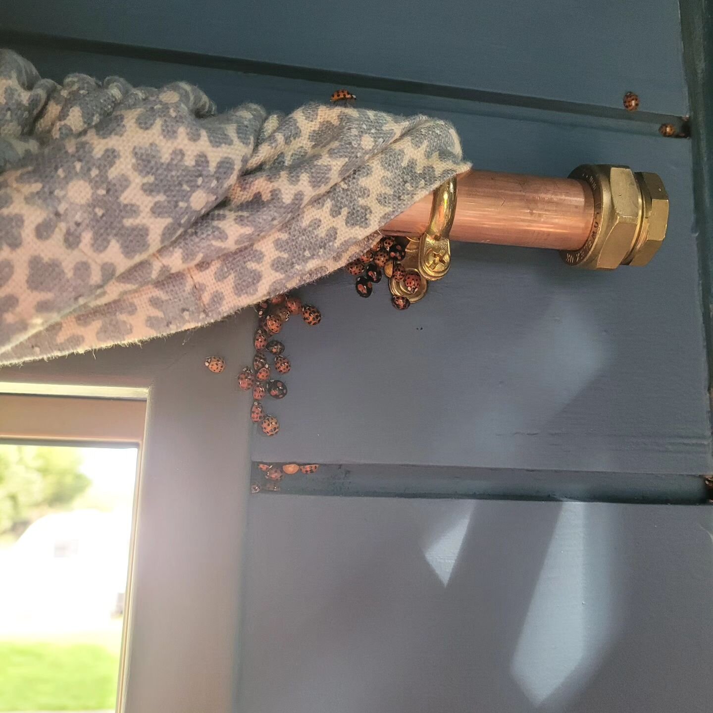 Although we love nature, and I agree that the Housebox would be a very classy place to hibernate. Unfortunately, these ladybirds exceeded our maximum guest numbers and so have been gently asked to leave.