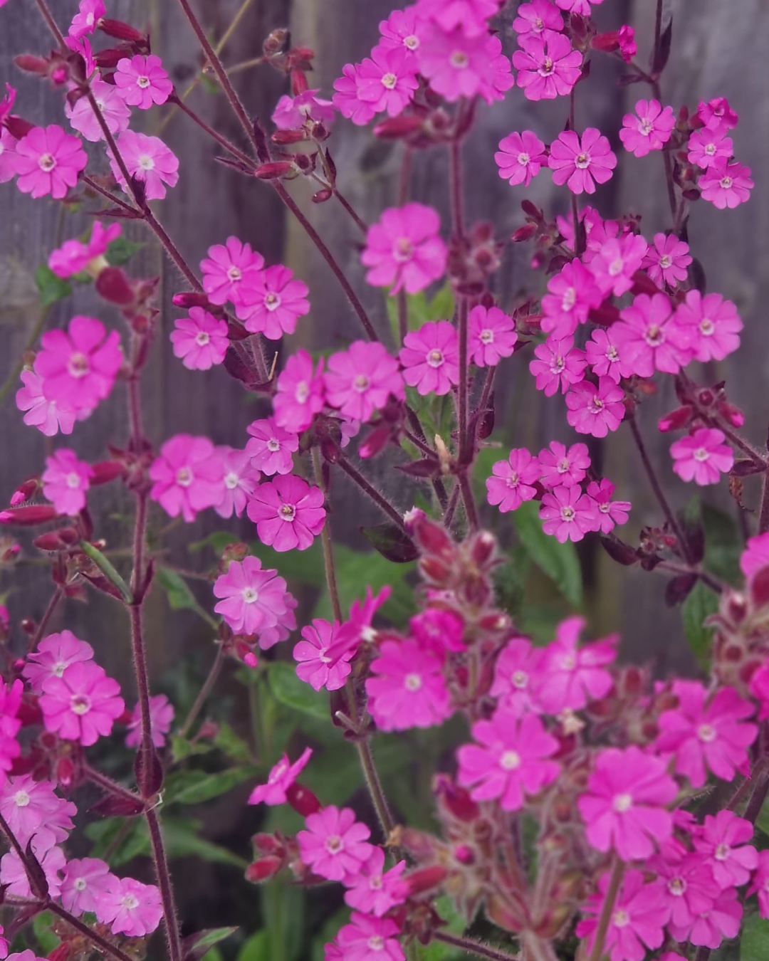 Allotments Post (11).png