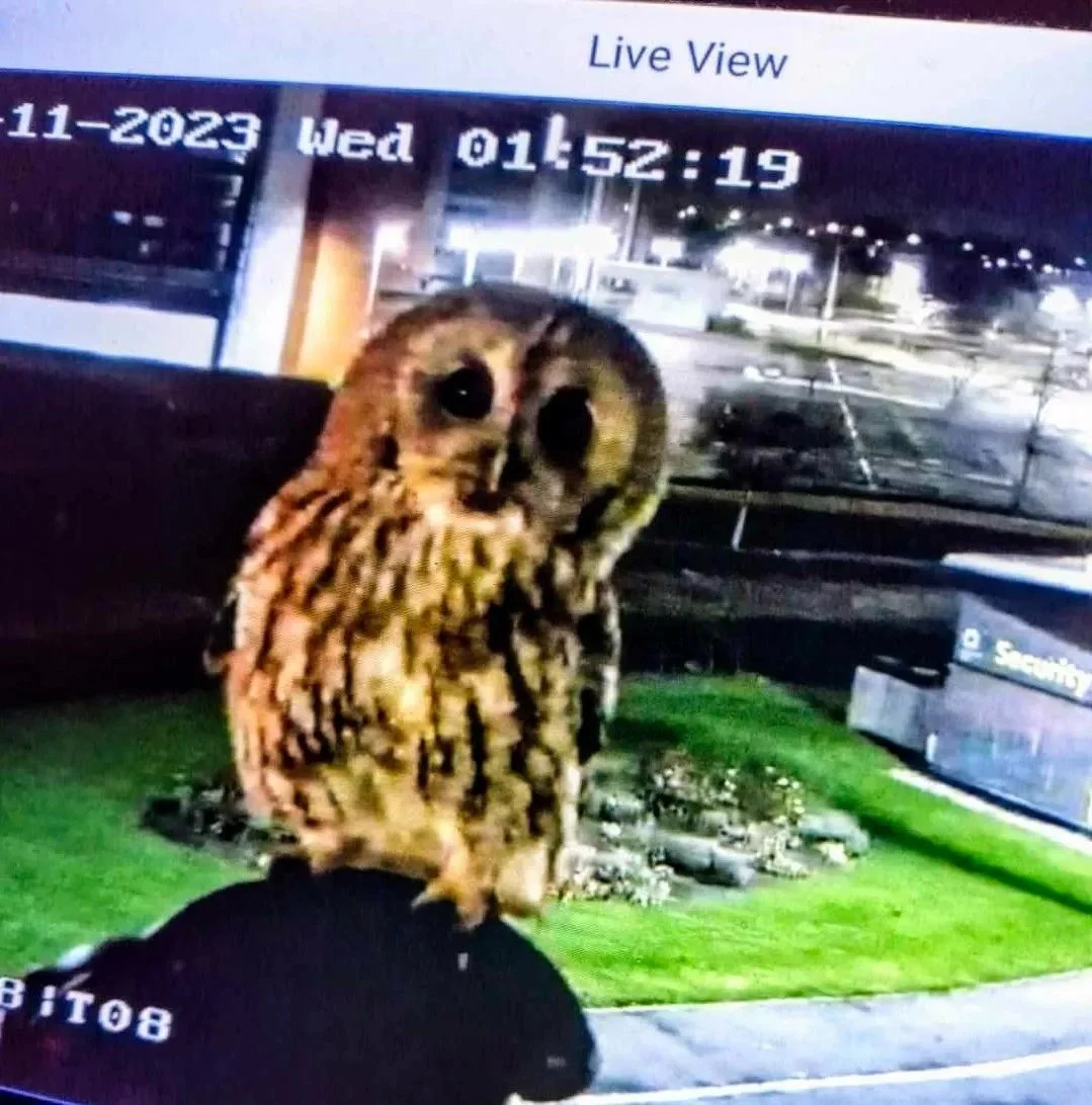 402663803_869745708489681_8779319681638176993_n (1).jpg