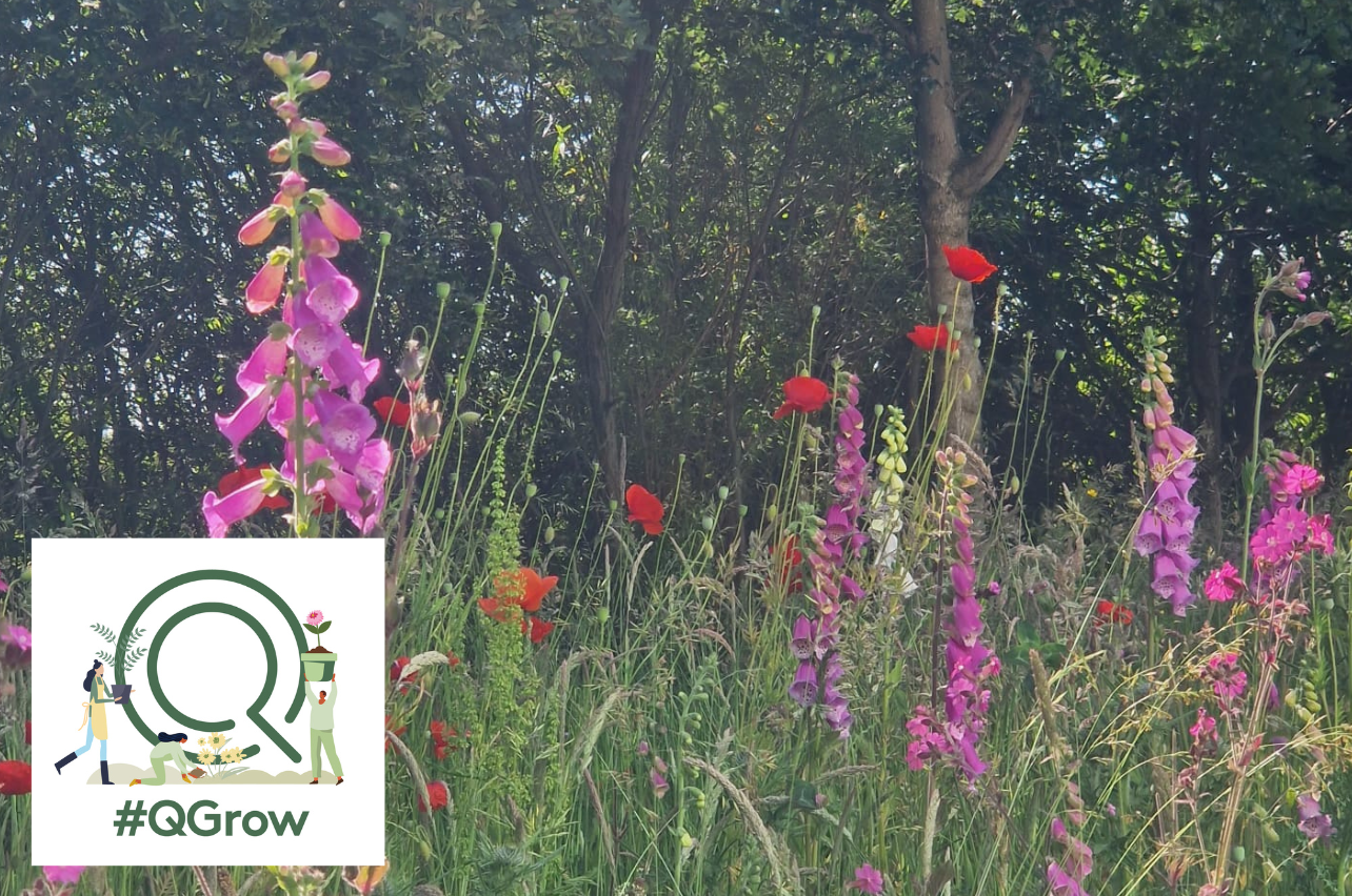 🌼 #QGrow March: Global Rewilding Day &amp; Pollinator Prep