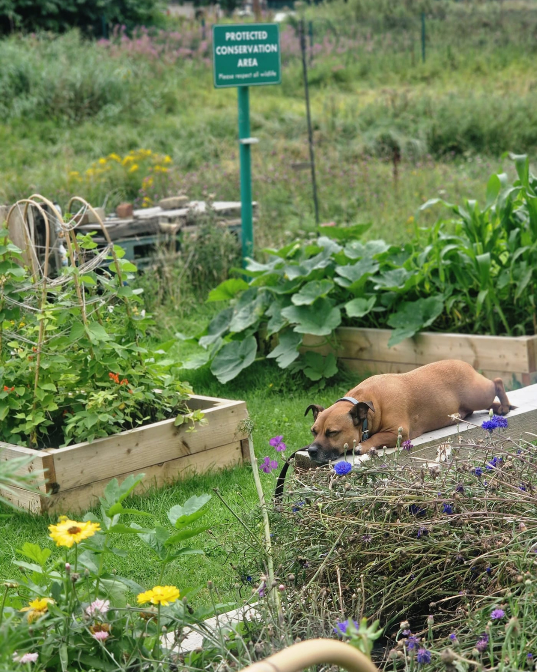 Allotments Post (10).png