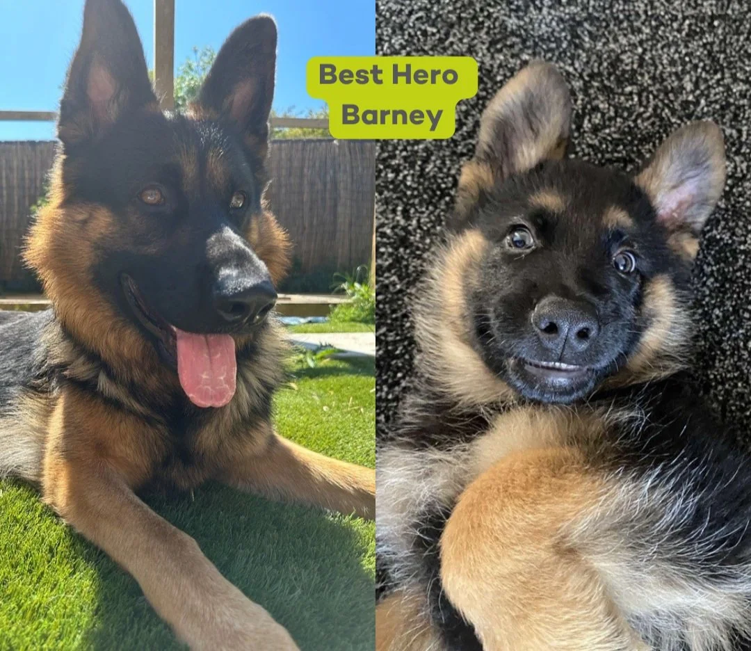 German Shepard dog