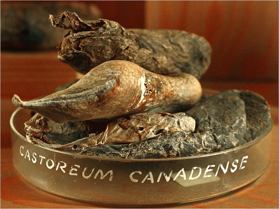 Castoreum.jpg