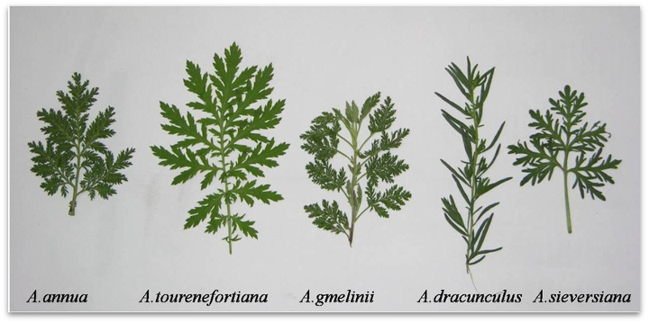 Artemisia.png