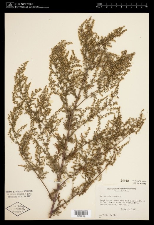 Herbarium.jpg