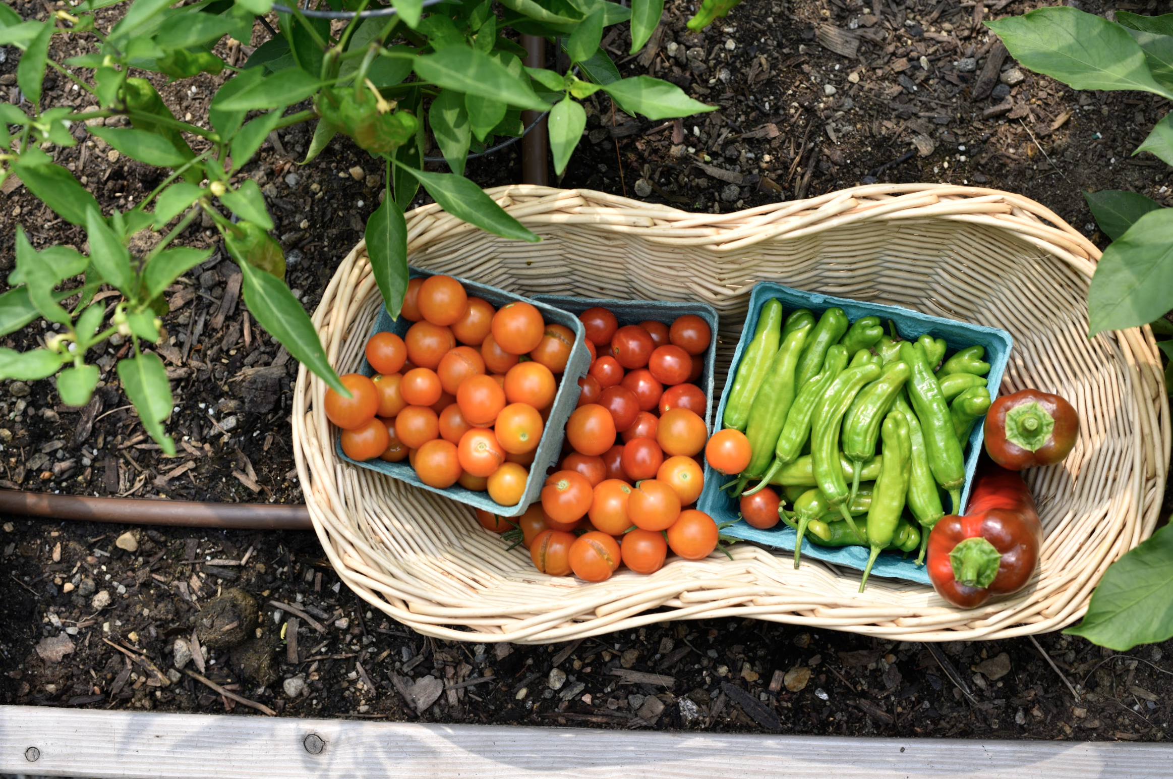 Homefront Farmers