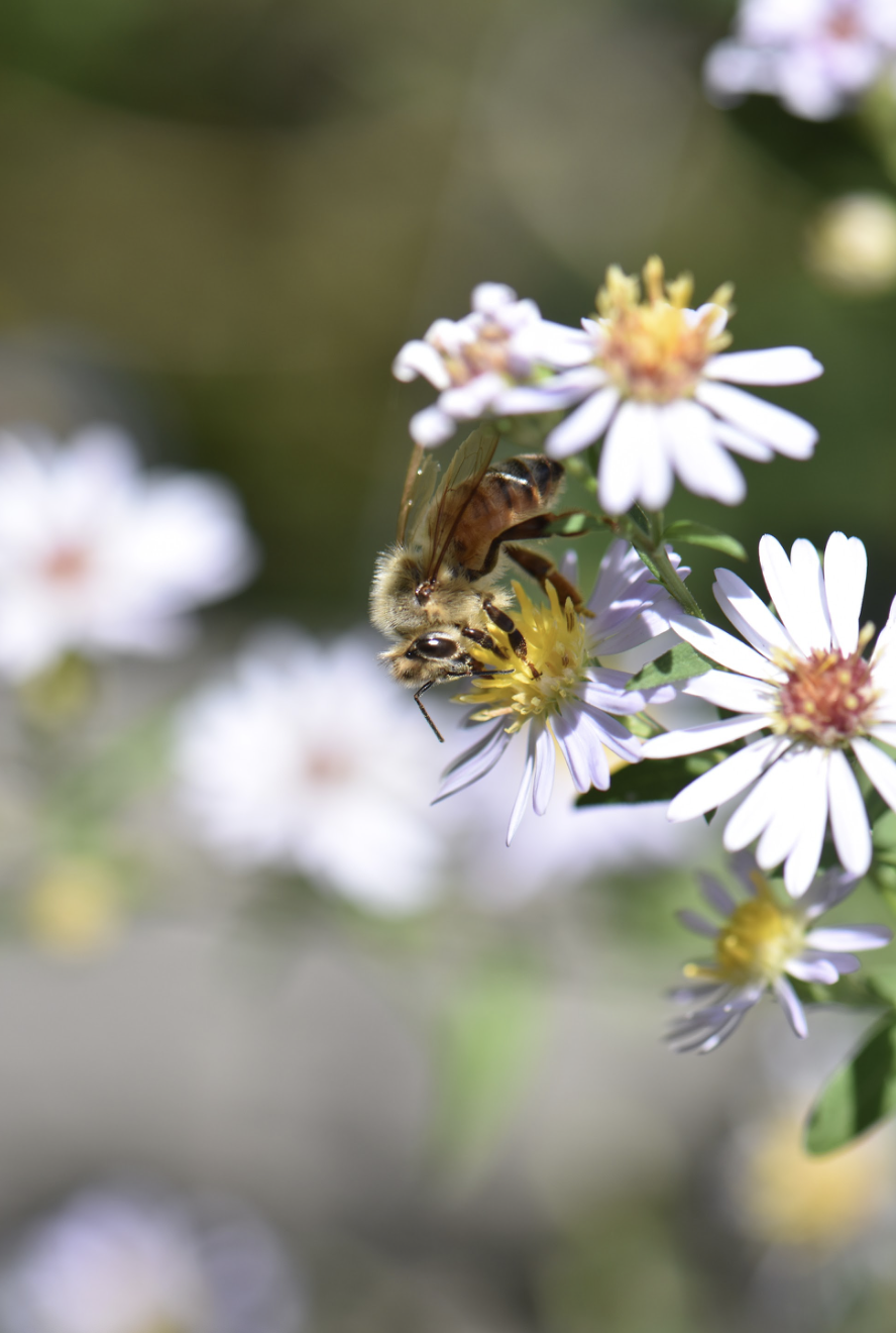 What’s The Buzz About?