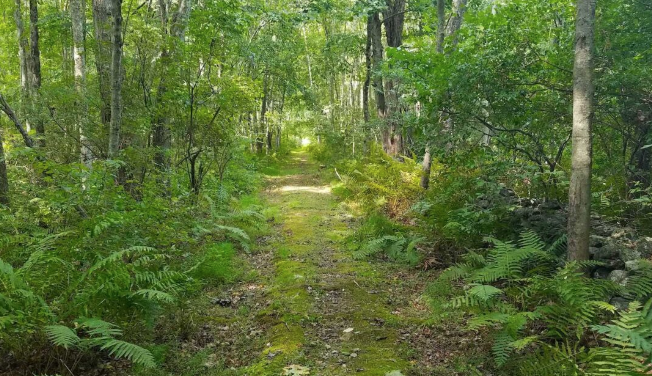 Forest in Flux: Guided Walk and Talk