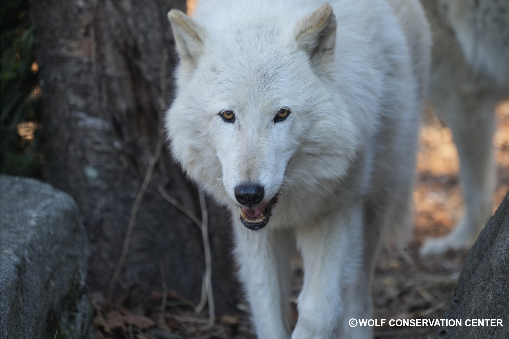 Toddlers &amp; Tails Program Series for Kids