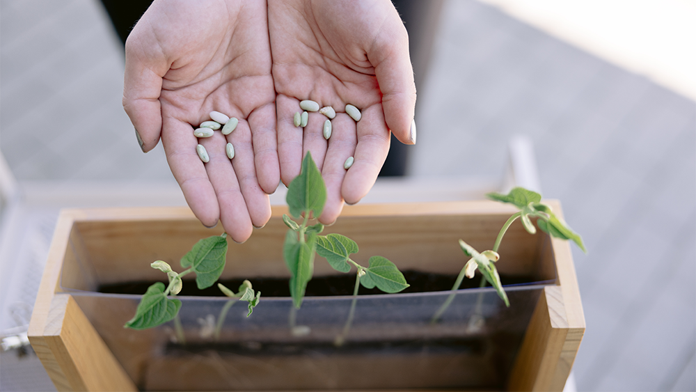 Nature Workshops by Kimberly Kelly | Seed Starting