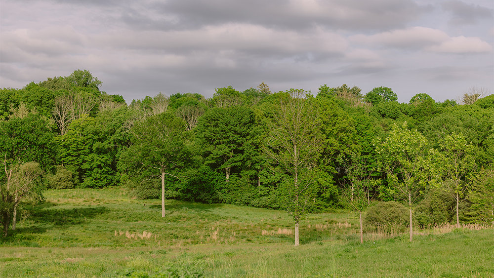 Ecological Landscaping Series - Introduction to Permaculture Workshop