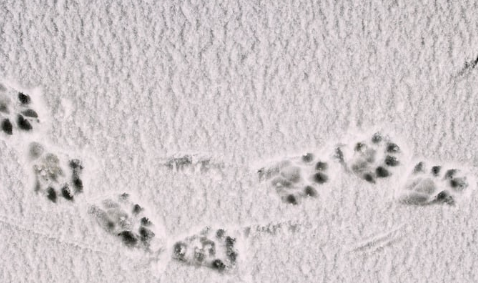 Common Ground: Wildlife Tracking on Protected Land How Land Use Affects the Ecosystem (Part 1 of 4)