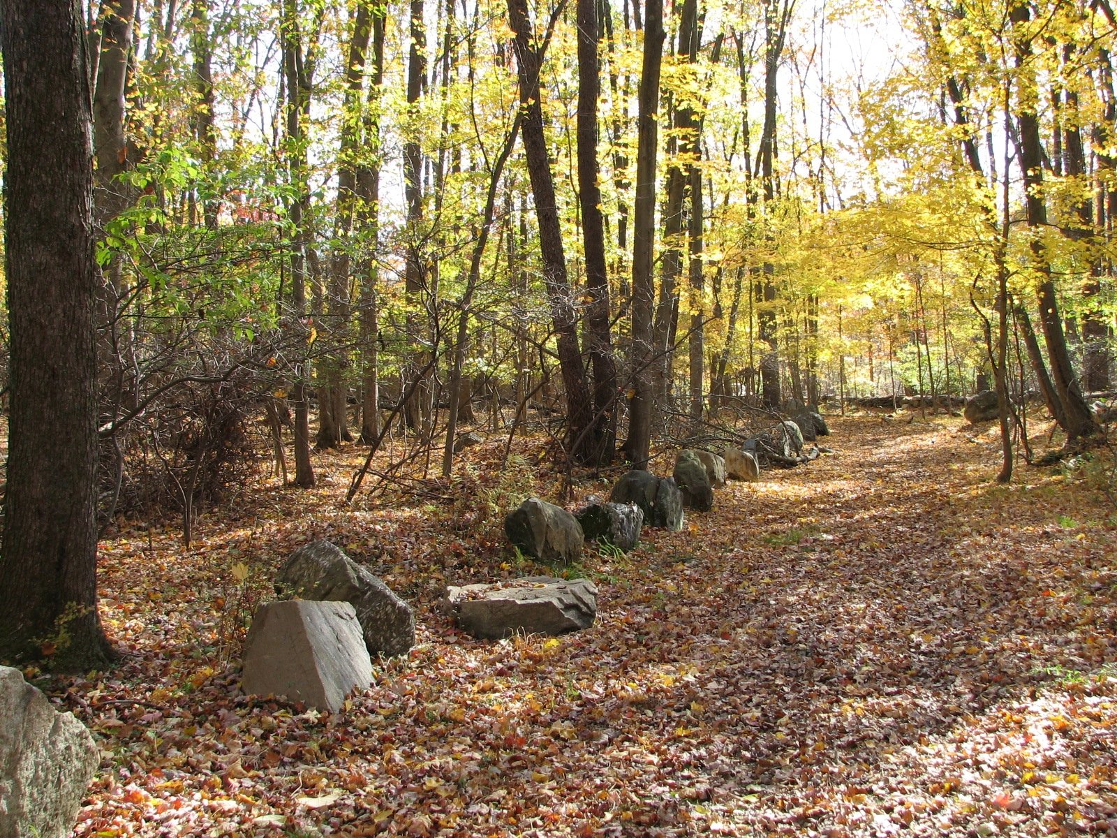 Habitat Restoration at Westchester Wilderness Walk/Zofnass Family Preserve
