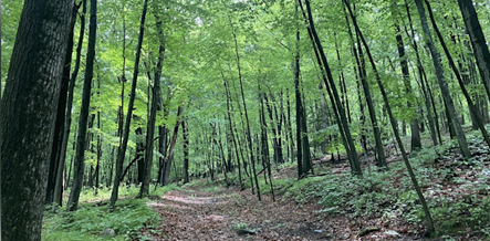 Buttonbush Trash Clean Up