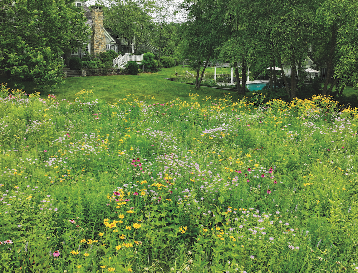 Steve Zatz’s Native Meadow