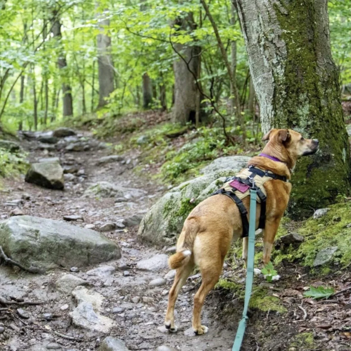 BRLA Doggie Trail Walk!