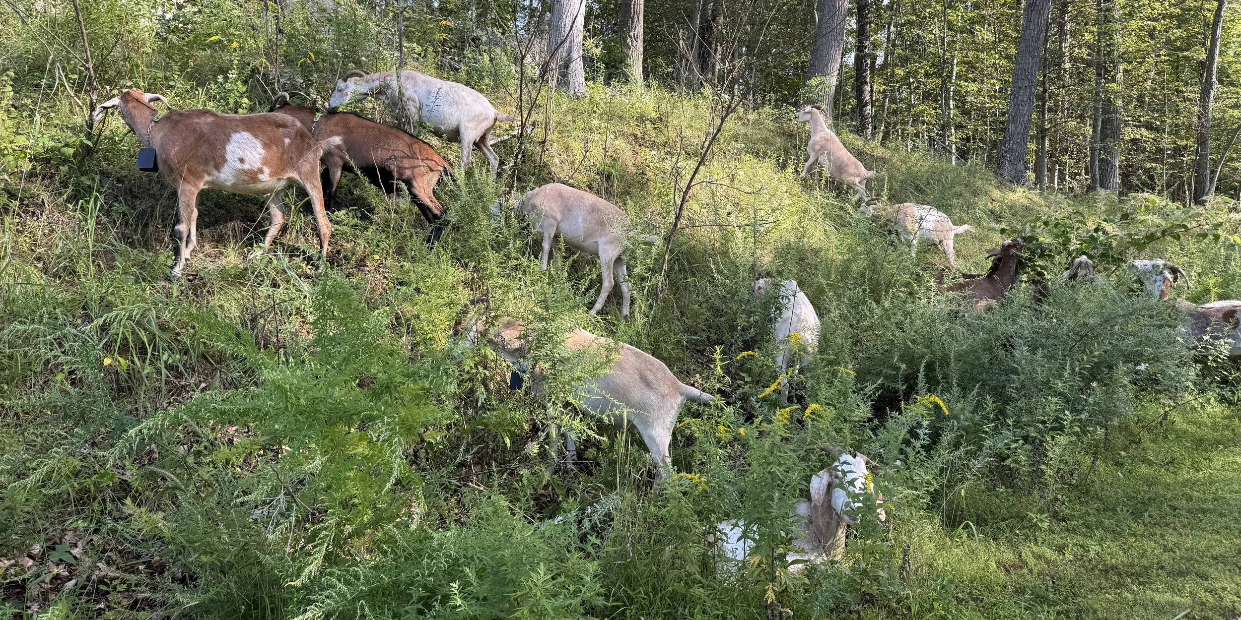  Fat and Sassy Goats: Clearing the Way for Pollinators