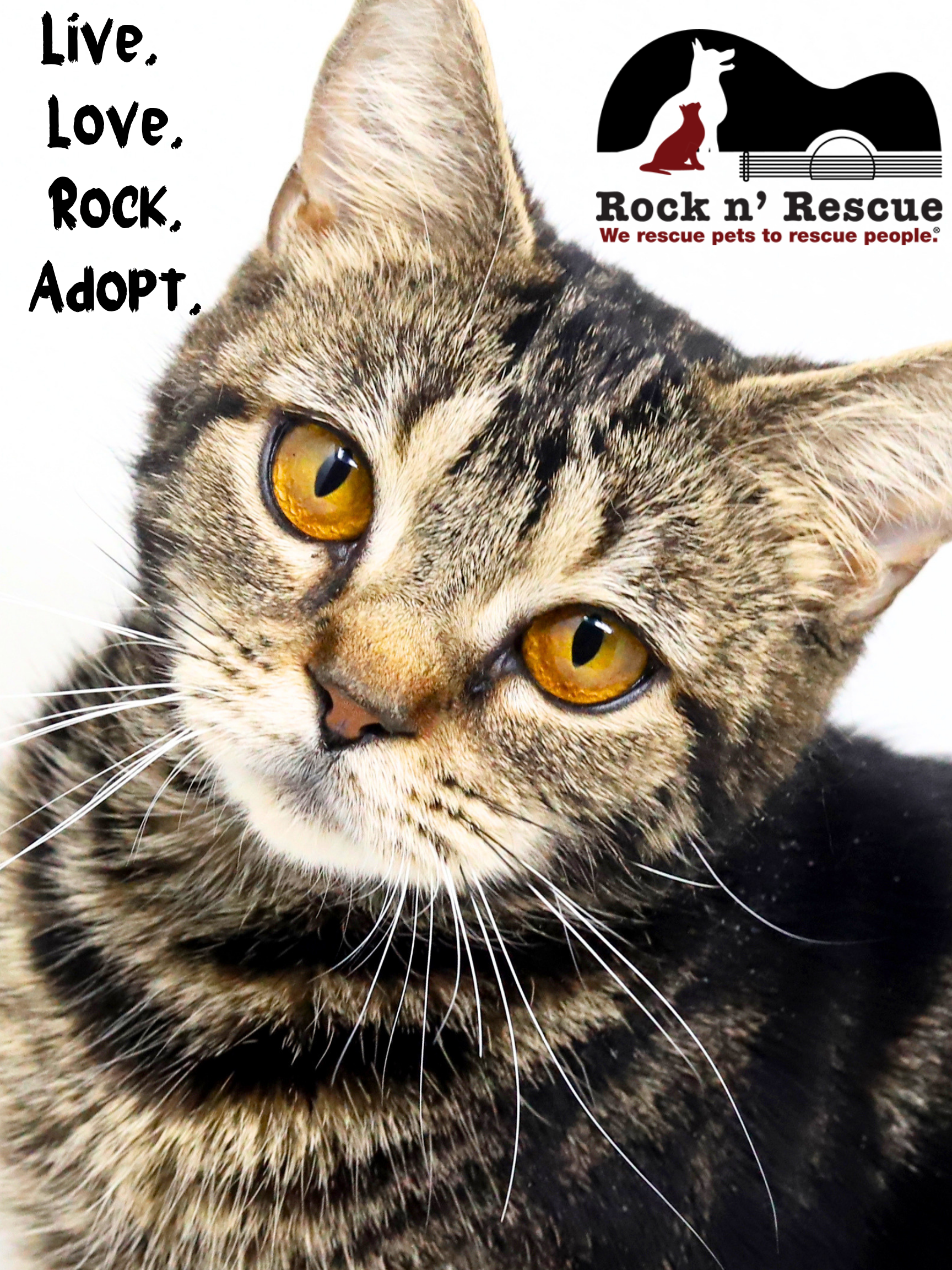 Documentary + Q&A: Rock N' Rescue