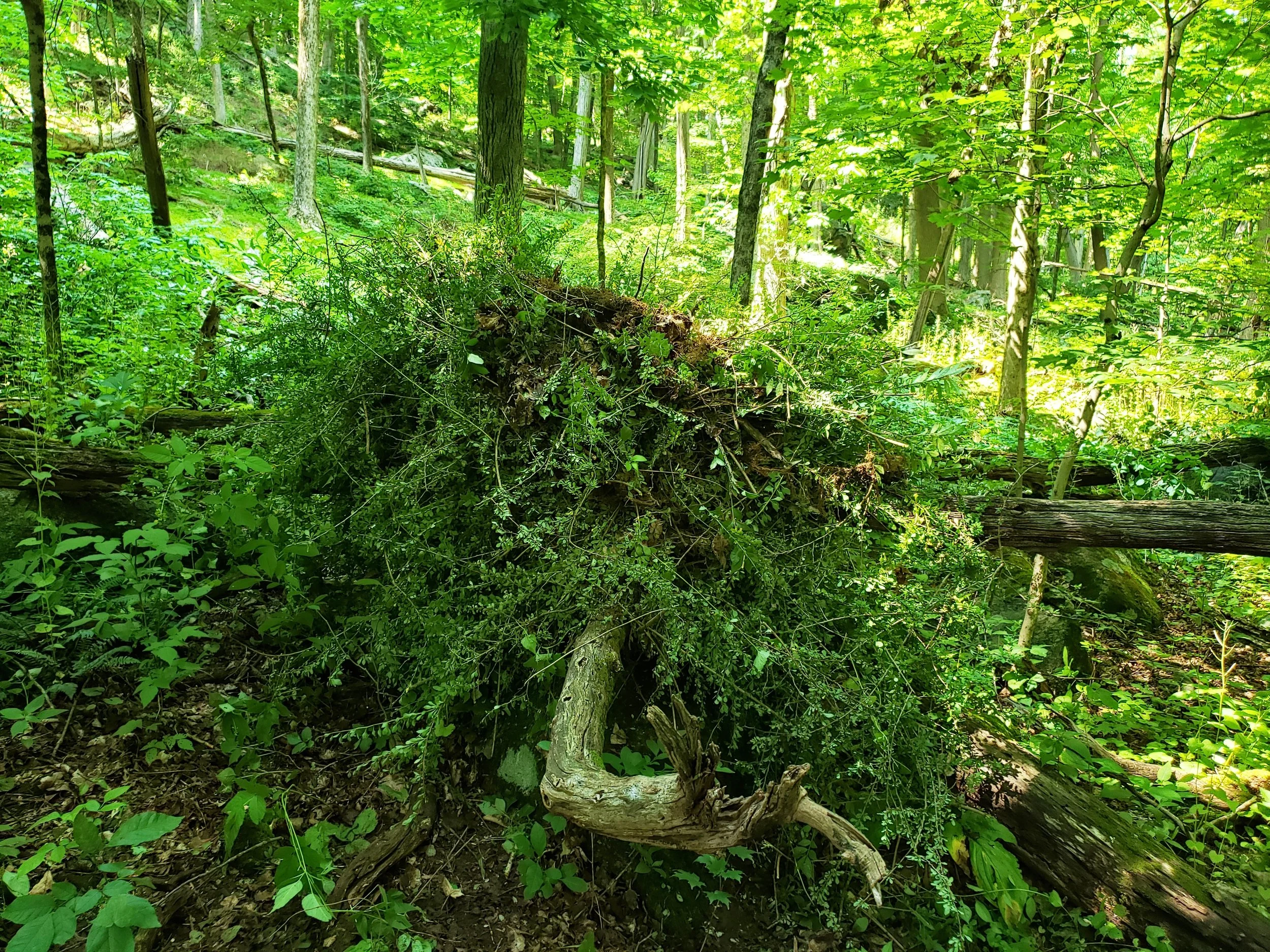 Invasive Species ID