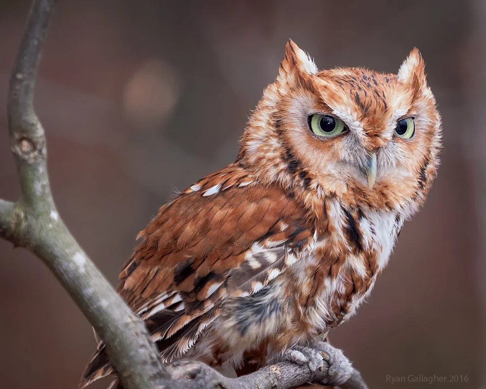 Owl Walk