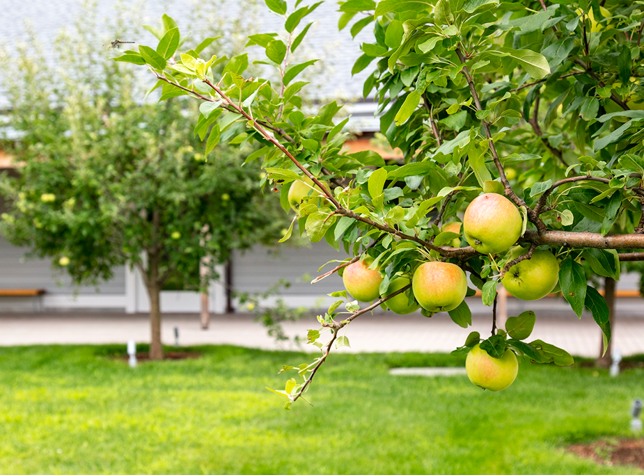 Learning with Nature: Edimental Fruit Trees