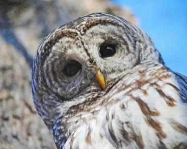 Owl Walk