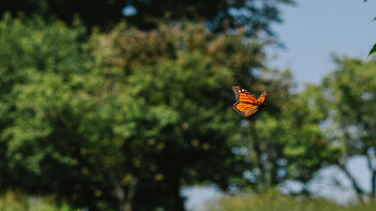 Learning with Nature | Monarch Migration