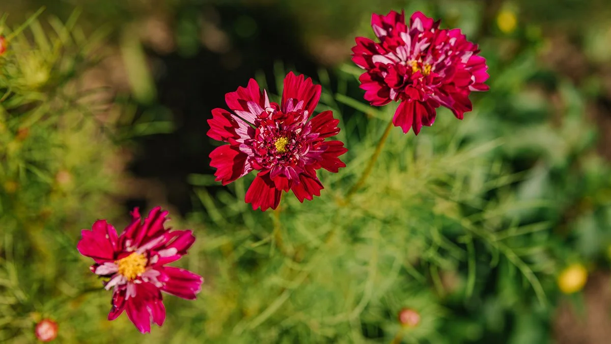 Nature Workshop | Backyard Blooms
