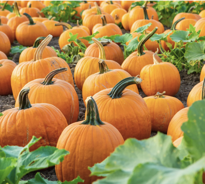 DCA Pop-Up Pumpkin Patch