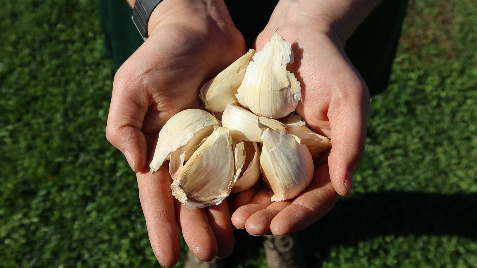 Nature Workshop: Garlic
