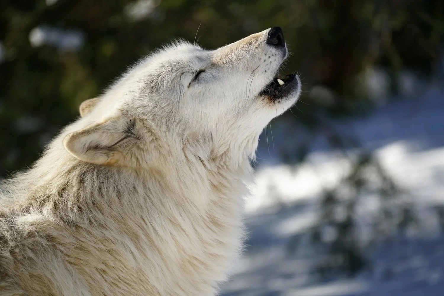"Our Wild Community: Wolves, Wildlife, and You" Exhibition Opening