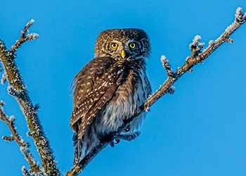 Owl Prowl at Muscoot Farm