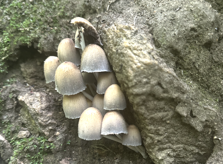 Fall Mushroom Foray