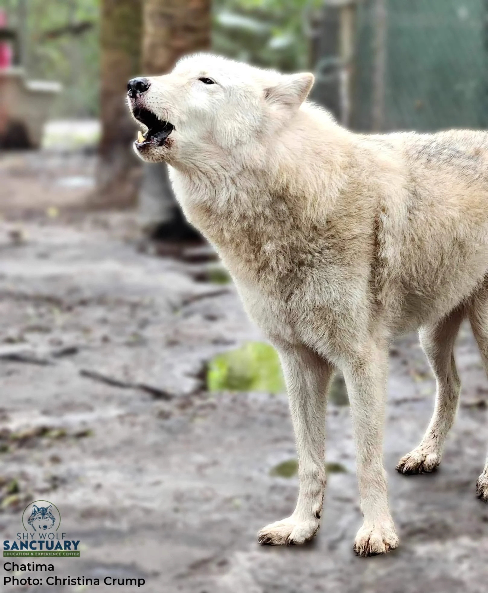 Shy Wolf Sanctuary Education & Experience Center