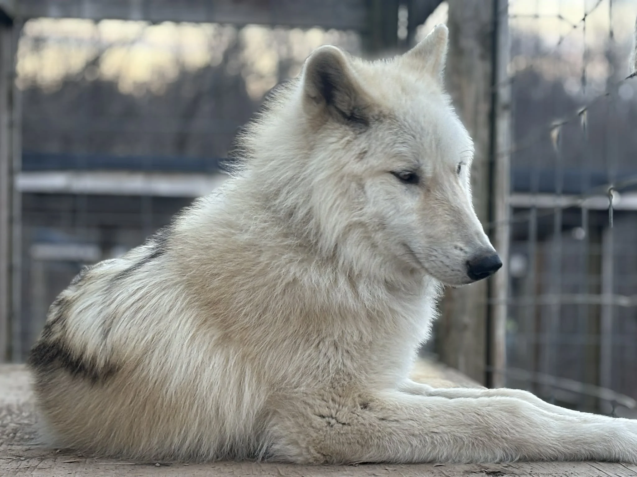 Southern Ohio Wolf Sanctuary Wolf 1.jpeg