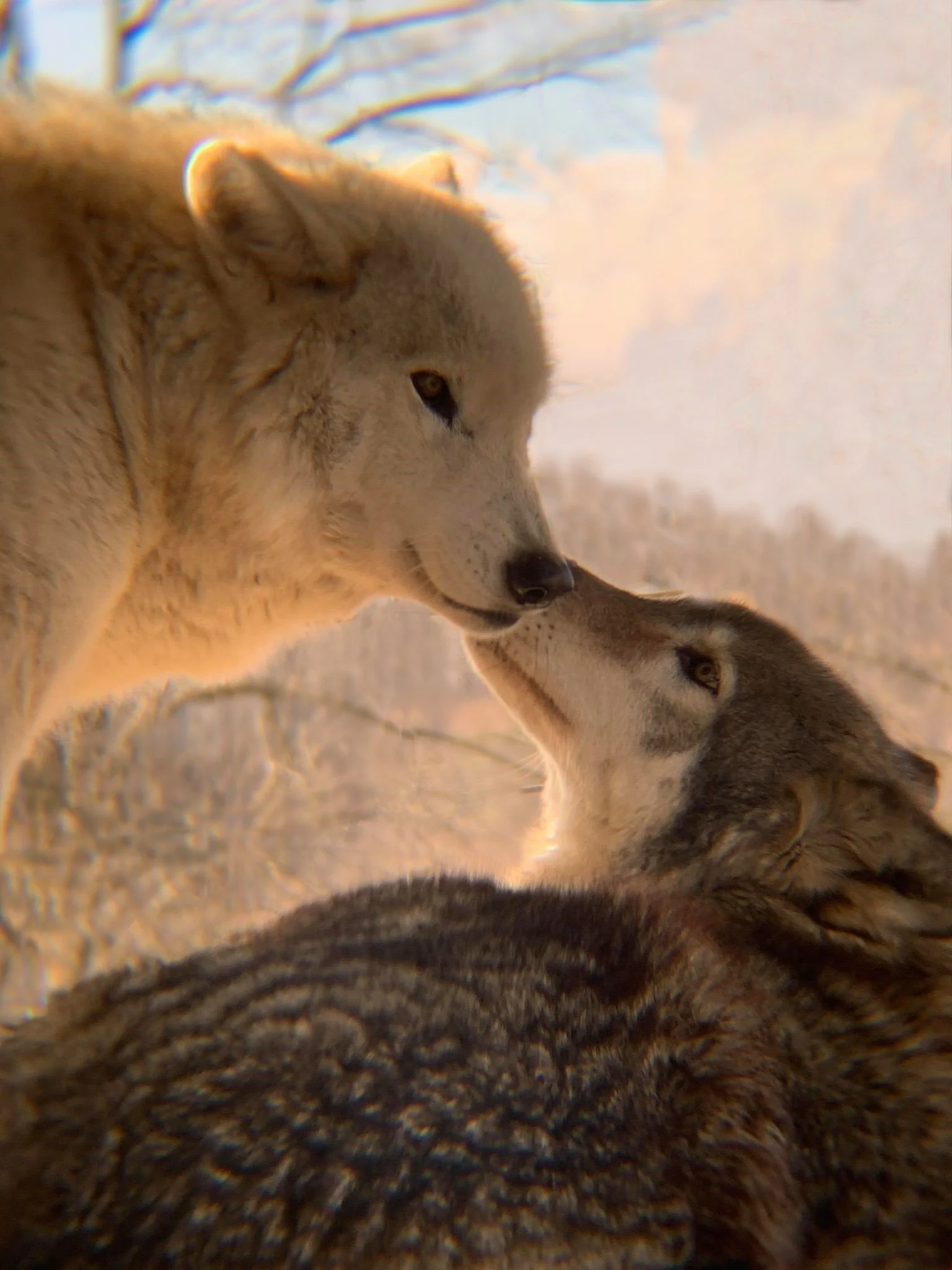 Southern Ohio Wolf Sanctuary Wolf 2.jpg