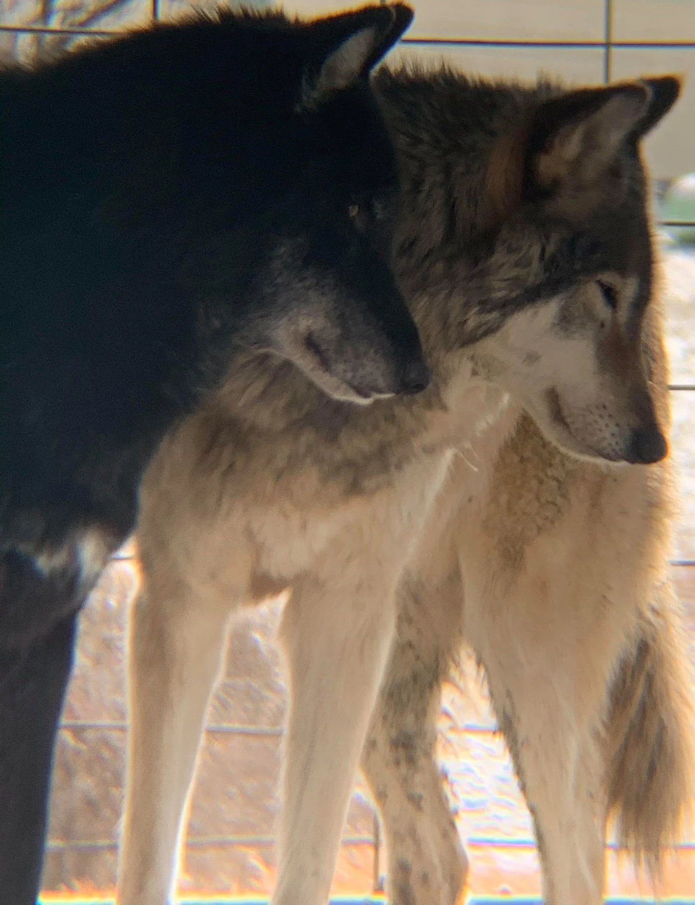 Southern Ohio Wolf Sanctuary Wolf 4.jpg