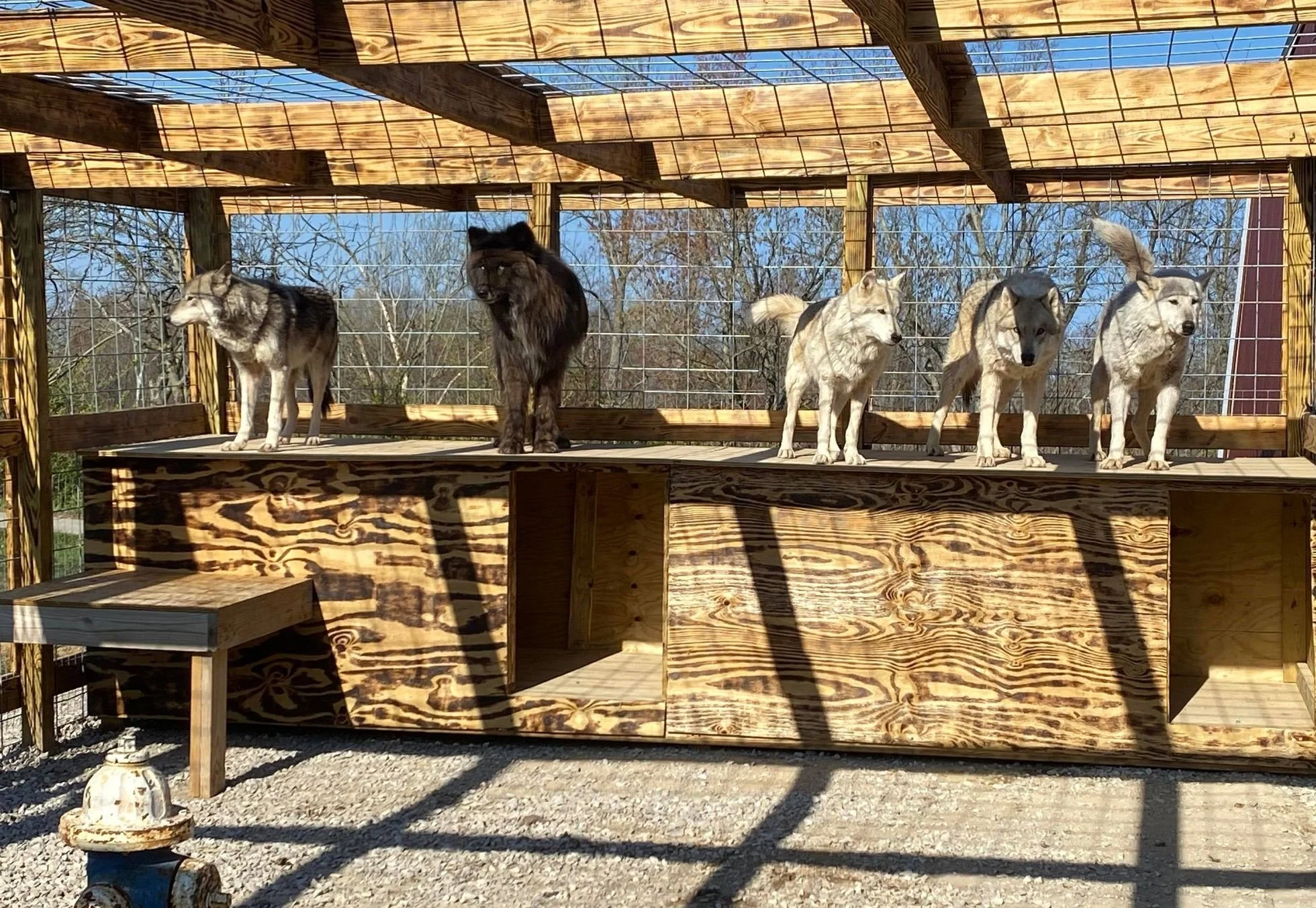 Southern Ohio Wolf Sanctuary Wolf 3.jpg