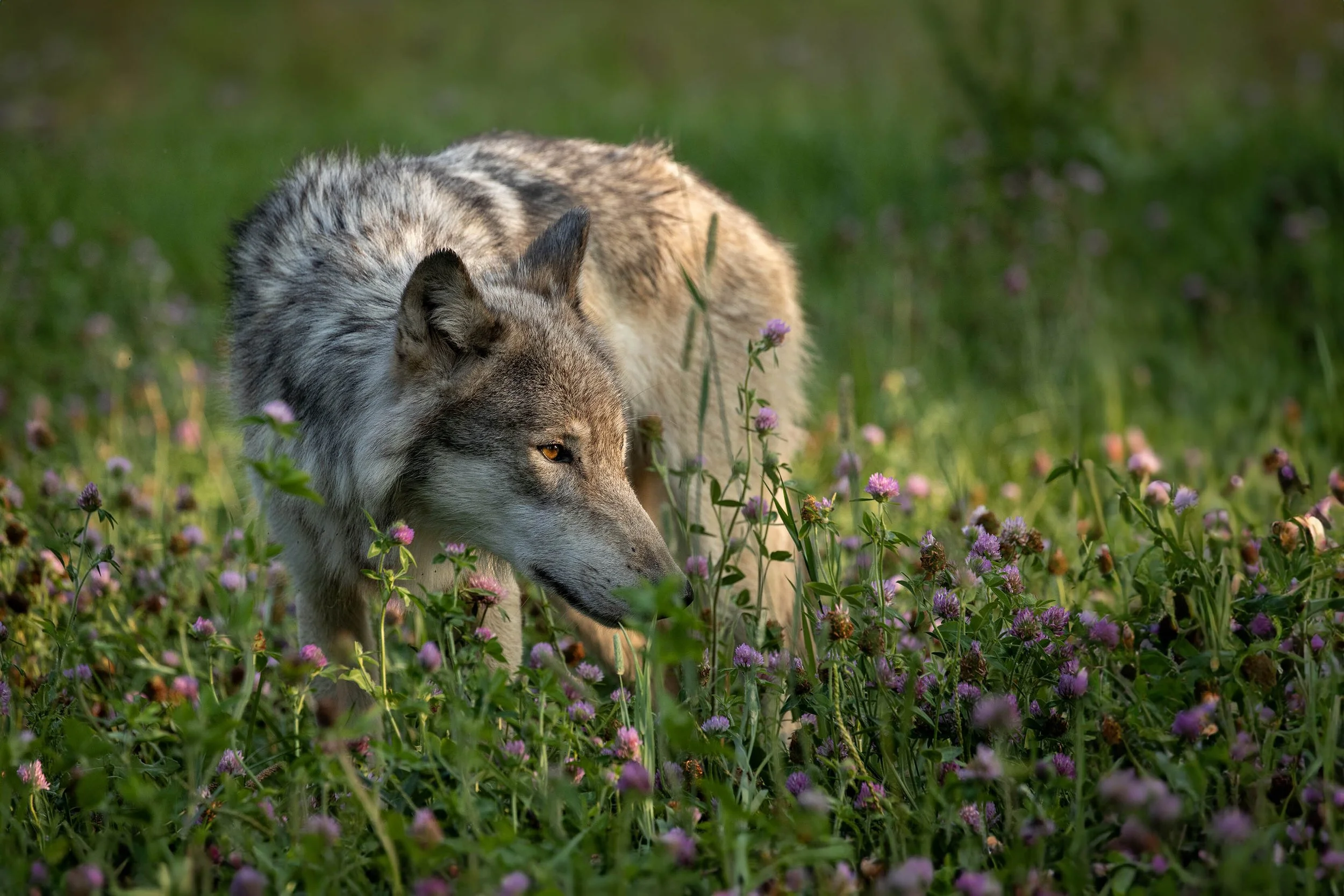 Highway Wolf Highlights Decades of Impact with Wolf Park