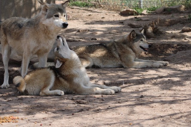The Ohio Family