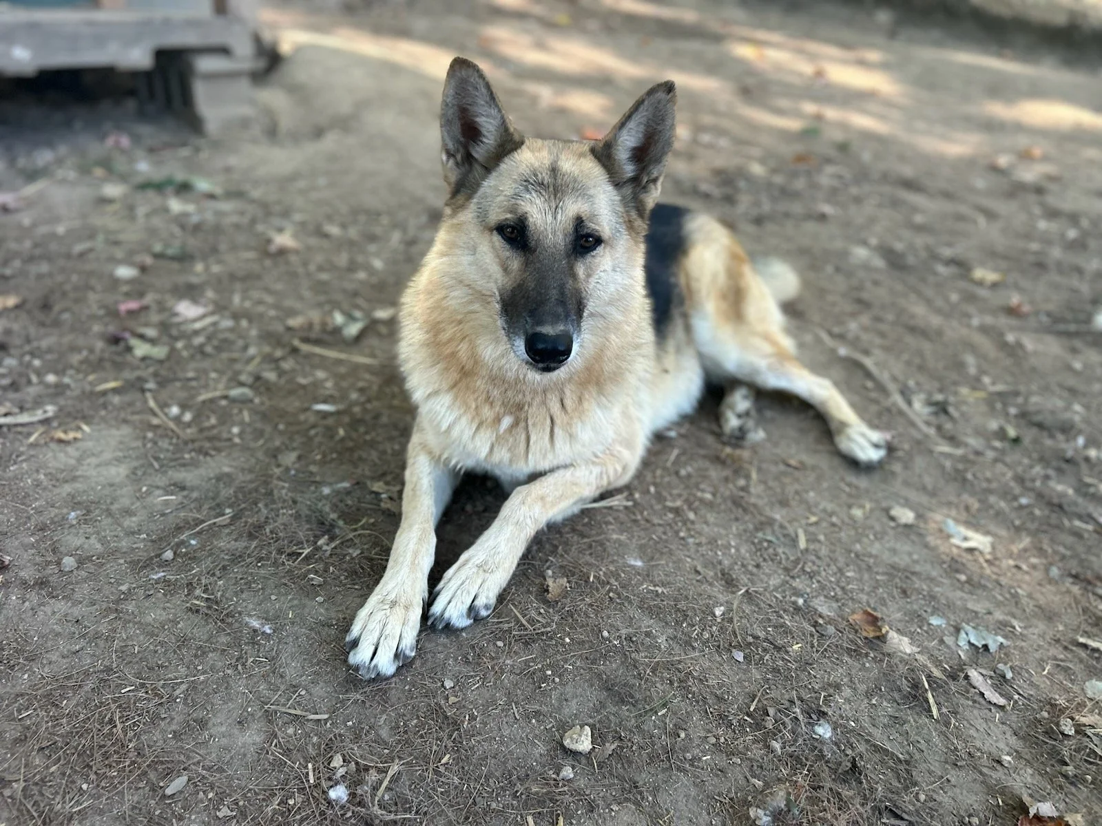 Sakari