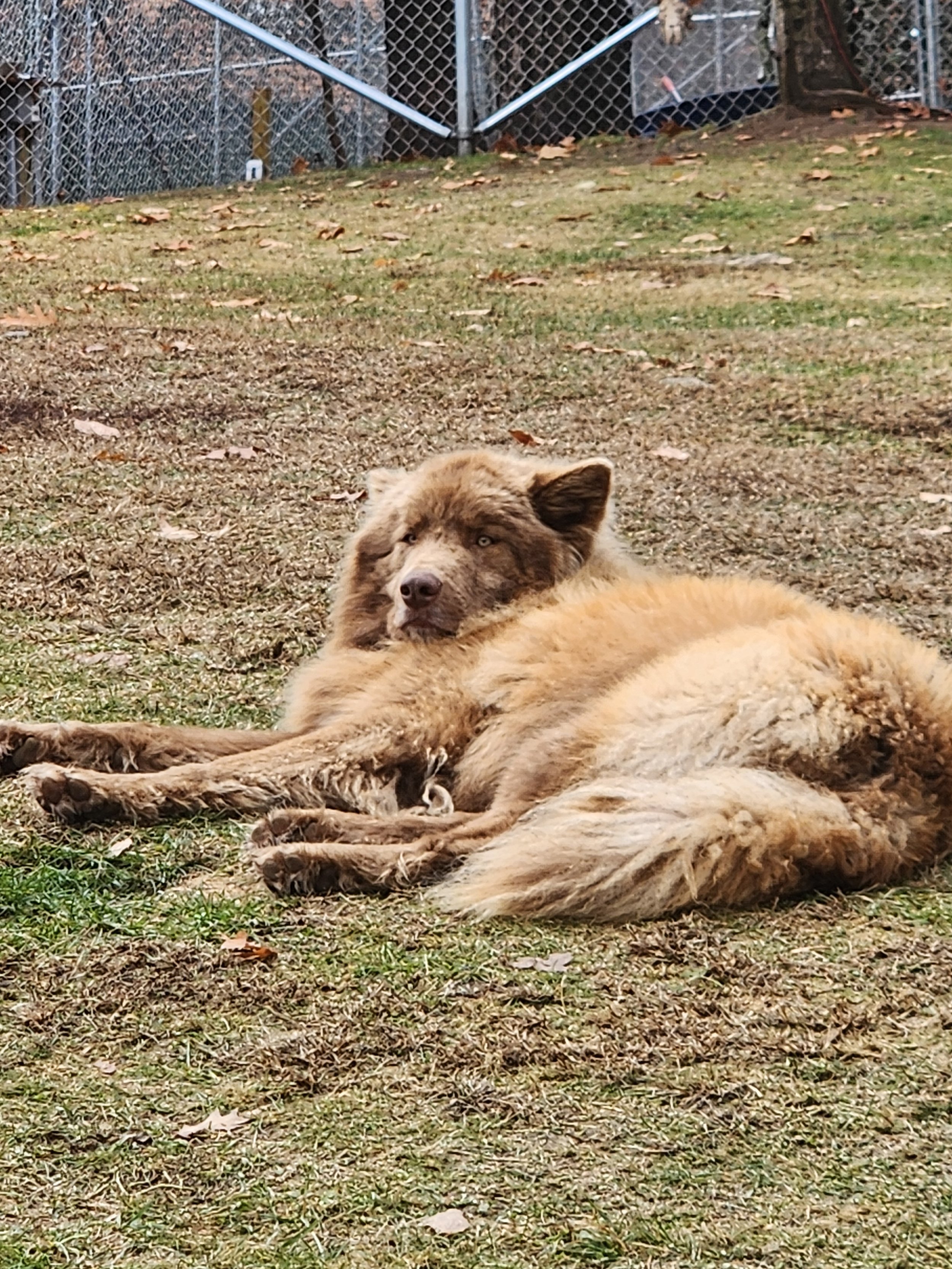 Moose