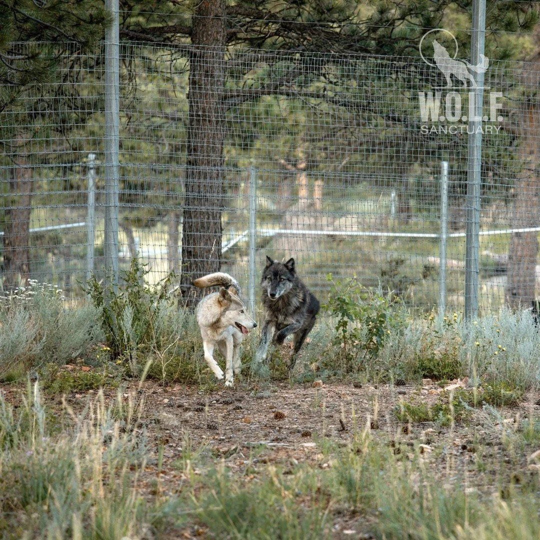 WOLFSanctuary_Photo1.jpg