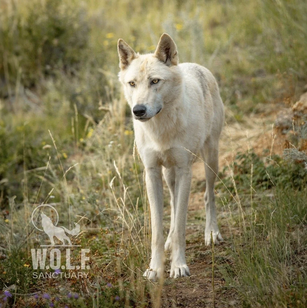 WOLFSanctuary_Photo4.jpg